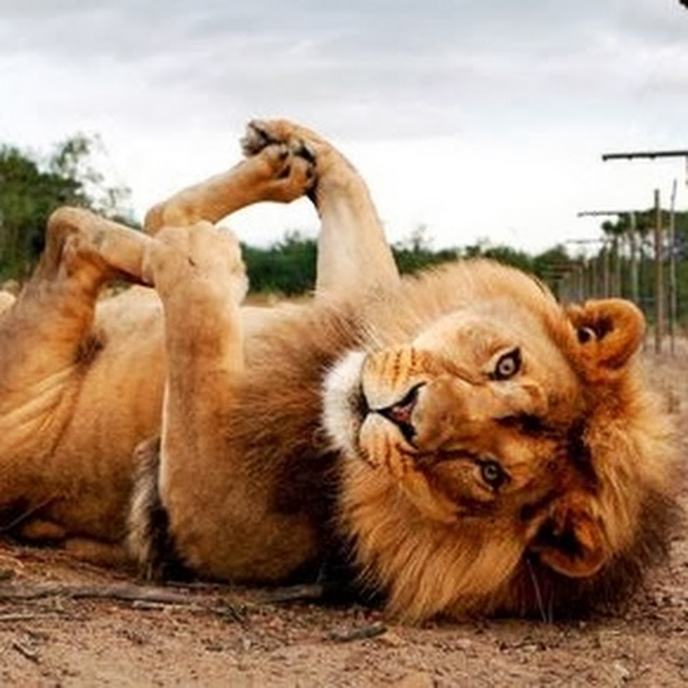 Meet your Posher, Shell